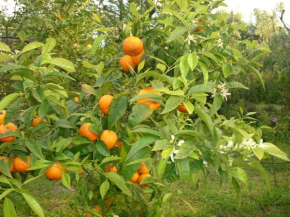  Dal Cavallaro  Роди-Гарганико